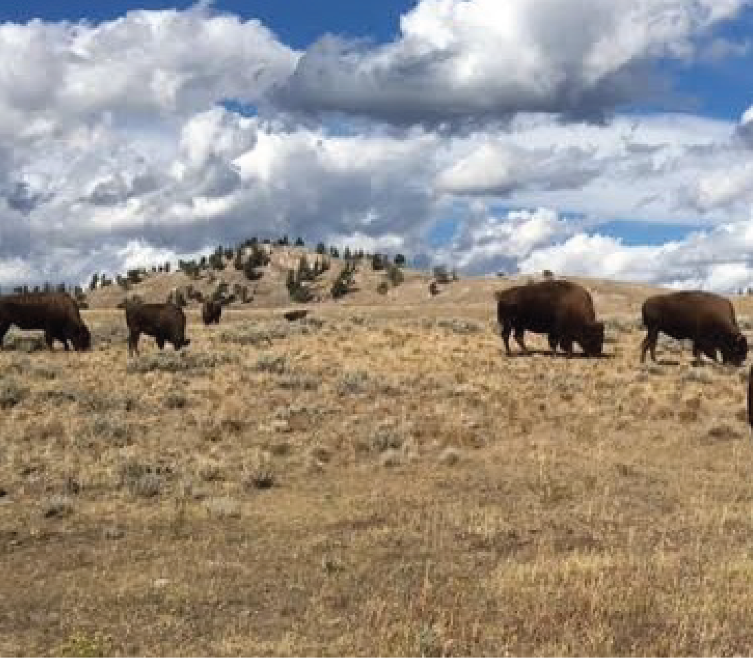 Bison in the field
