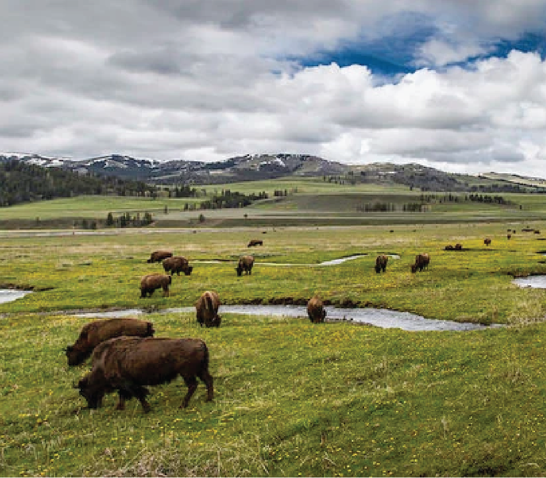 Bison in the slough