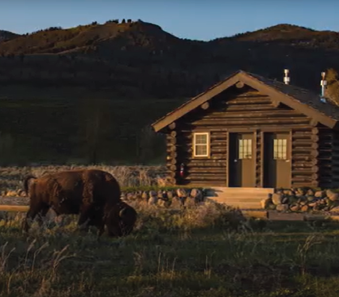 Bison and cabin