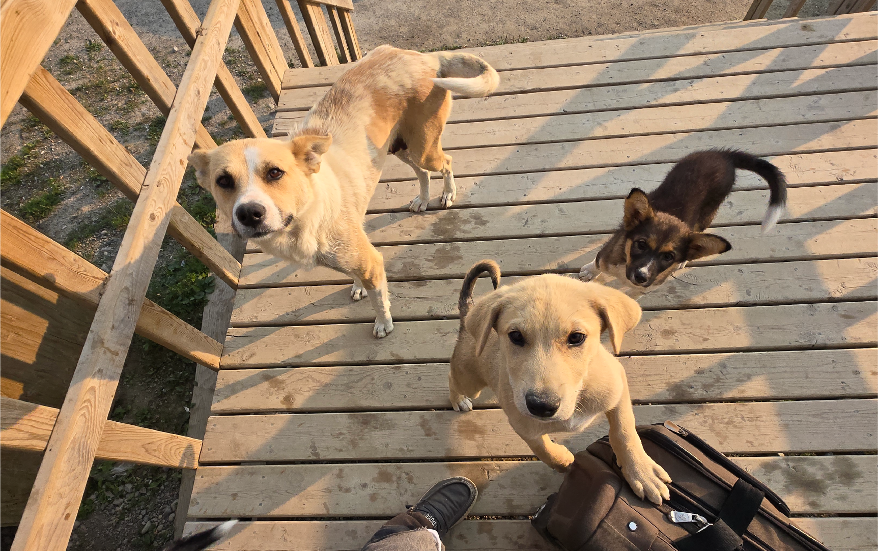 Local Wildlife